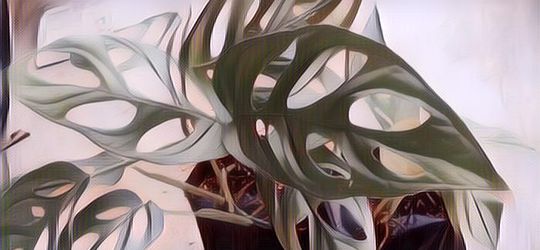 Hobi Bercocok Tanam? Tanaman Janda Bolong yang Super Mahal Ini Bisa Jadi Koleksi Berharga Lho!