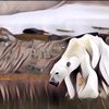 Krisis Iklim Itu Nyata, Beruang Kutub Terancam Punah Karena Es Terus Mencair