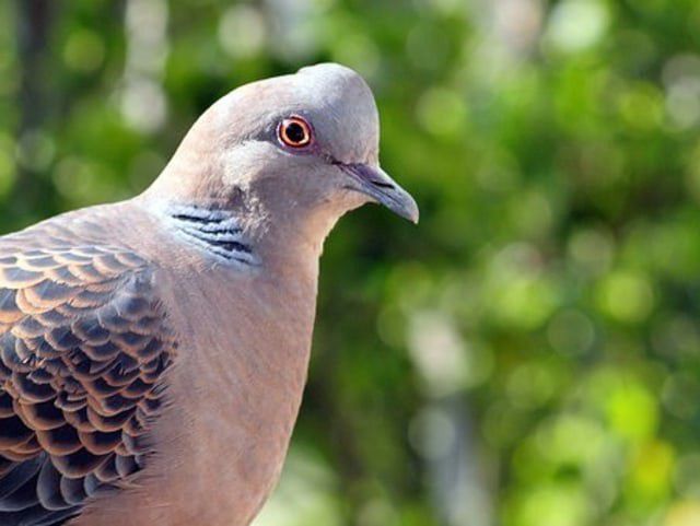 3. Jadi Sarana Pesugihan