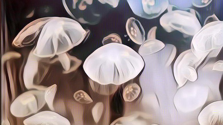 Hewan yang Ini Gak Butuh Otak Buat Hidup, Salah Satunya Patrick