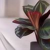 5 Jenis Calathea Termahal di Indonesia, Harganya Sangat Fantastis!