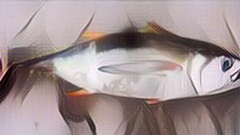 Waspada! 7 Ikan Laut Ini Mengandung Merkuri Tinggi yang Bisa Berbahaya Bagi Tubuhmu