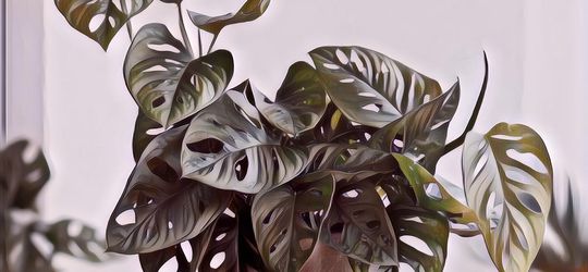 5 Manfaat Tanaman Janda Bolong yang Nggak Banyak Diketahui, Bukan Sekadar Penghias