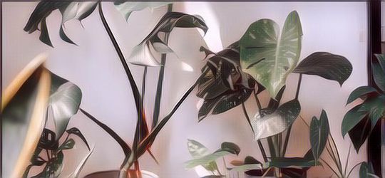 10 Tanaman Hias yang Punya Fungsi Lain Menyaring Polusi Udara, Cocok Diletakkan di Dalam Rumah