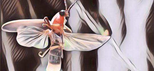 Gak Banyak yang Tahu! Ternyata Ini Loh Fungsi Cahaya yang Menyala pada Kunang-Kunang