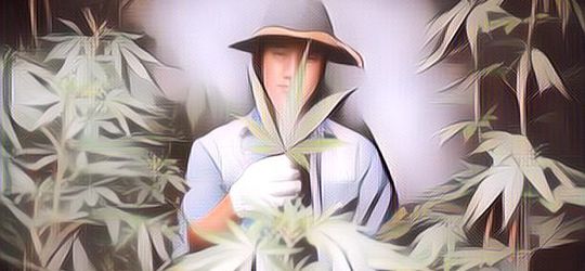 Cuma untuk Keperluan Medis! Thailand Usulkan Larangan Penggunaan Ganja untuk Rekreasi