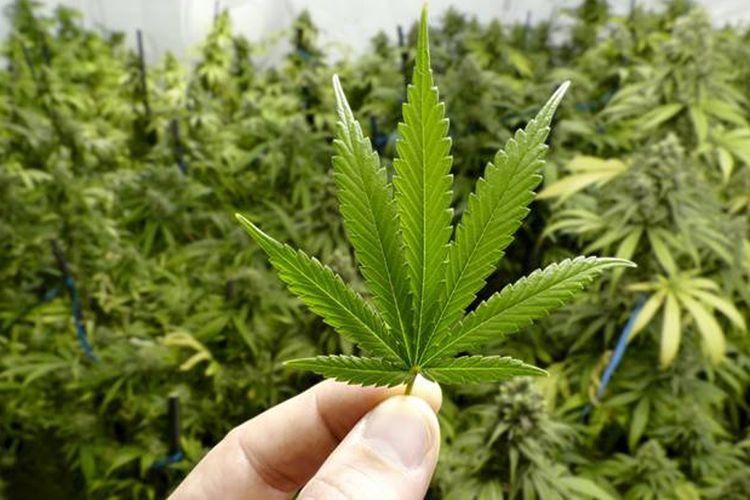 # Antibiotik dalam Daging Ayam Dapat Membahayakan Kesehatan Konsumen