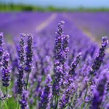 1. Lavender