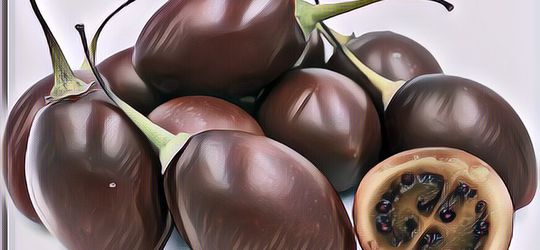 Pernah Makan Terong Belanda? Ternyata Bisa Cegah Obesitas Loh!