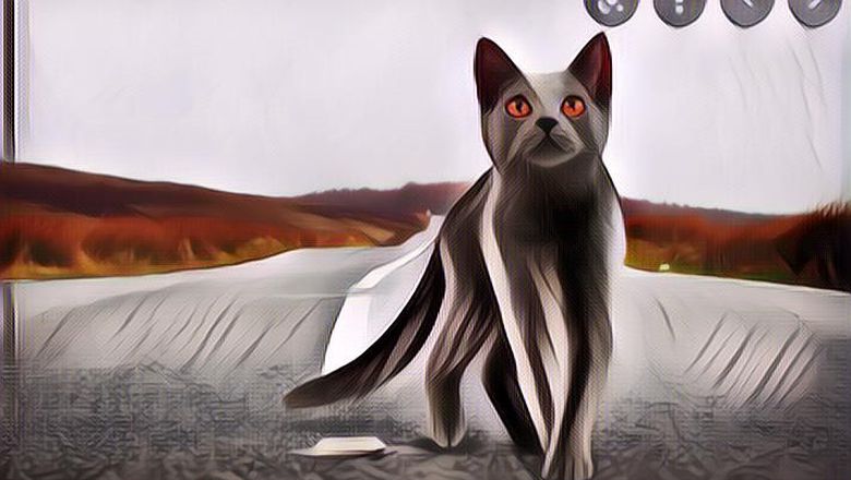 Wow, Penguasa Dubai Berjanji Akan Beri Hadiah Rp 20 Juta/Orang Bagi Yang Menyelamatkan Kucing