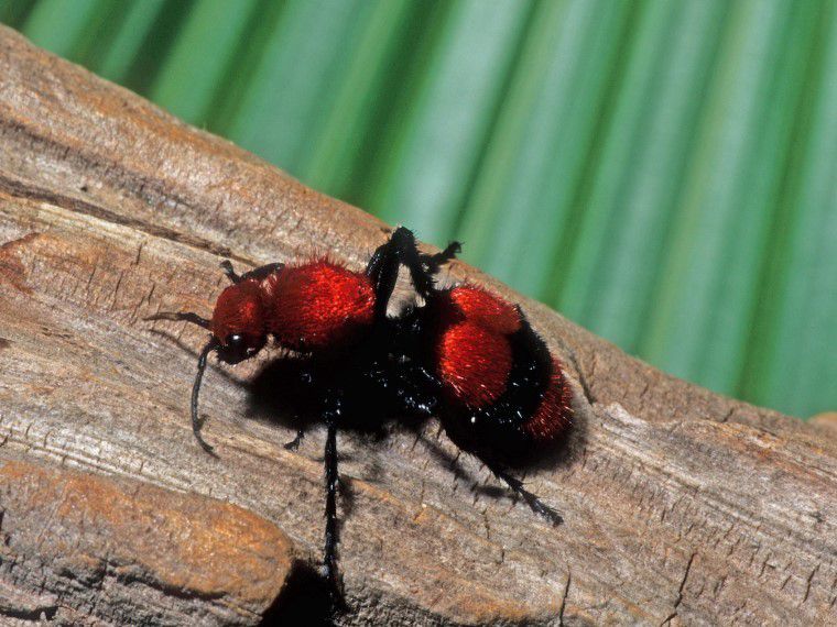 4. Velvet ant