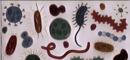 Biar Nggak Salah Ngerti, Yuk Kenalin Apa Sih Bedanya Kuman, Bakteri, Dan Virus