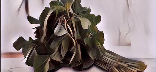 Bayam Ternyata Punya Banyak Manfaat untuk Kesehatan Rambut Salah Satunya Cegah Rontok