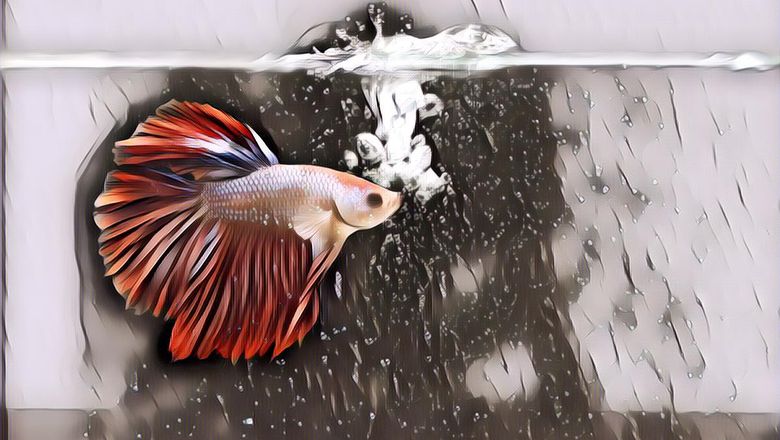 Peluang Menjanjikan dari Usaha Budidaya Cupang, Modal 40 Ribu Omzetnya Jutaan Rupiah!