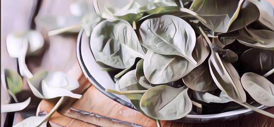 Cuss Cobain! 4 Manfaat Bayam untuk Perawatan Kulitmu Sist..