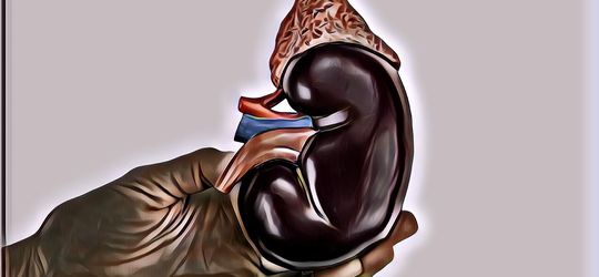 Yakin, Ginjalmu Sehat? Yuk, Cek Ciri-Cirinya!