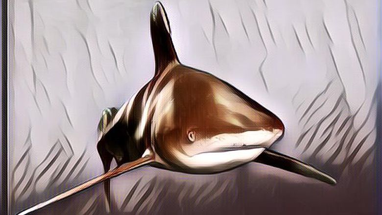 Seorang Wisatawan Kehilangan Kedua Tangan dan Payudara Karena Gigitan Hiu