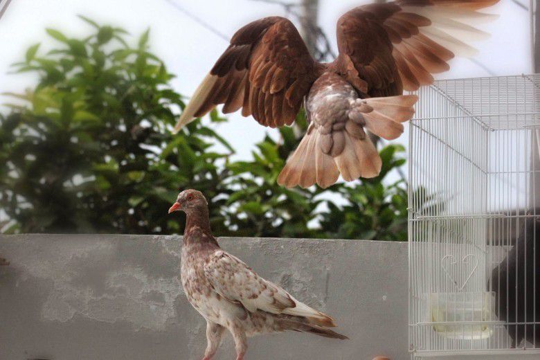 "Balam dua sesangkar."