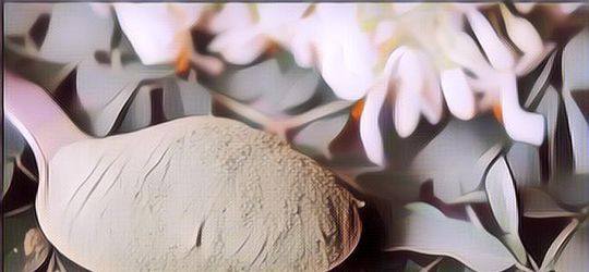 Sedang Tren Skincare dari Daun Kelor, Inilah Beberapa Manfaatnya Bagi Kulit Wajah