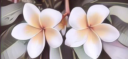 Manfaat Tersembunyi Dari Bunga Kamboja, Bunga Yang Identik Dengan Kuburan!