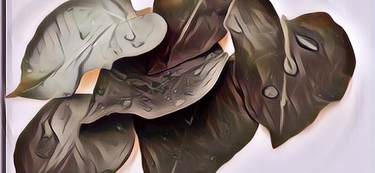 Sering Dijadikan Obat Herbal, Berikut Ini 5 Manfaat Daun Binahong untuk Kesehatan