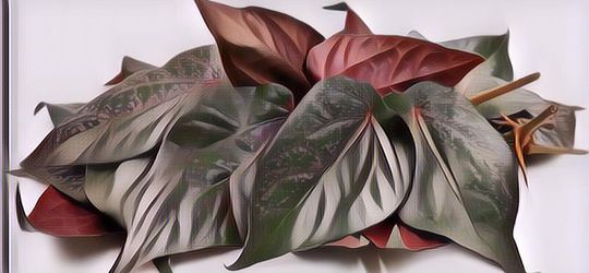 Punya Banyak Khasiat, Begini Cara Mengolah Daun Sirih Agar Nutrisi Tidak Hilang