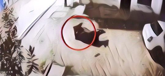 Terekam CCTV! Pria Ini Nekat Setubuhi 2 Ekor Sapi, Pelaku Disebut Menderita Kanker Hingga Sakit Jiwa