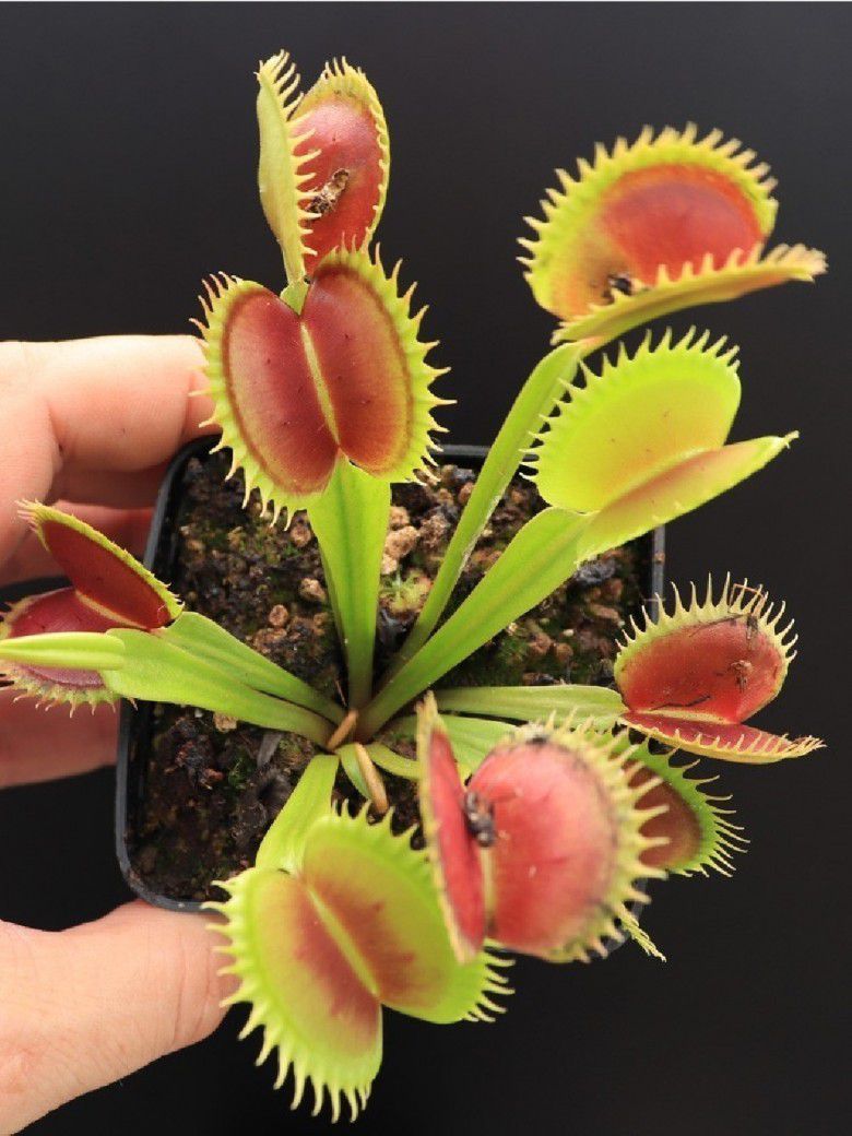 #3 Dionaea muscipula