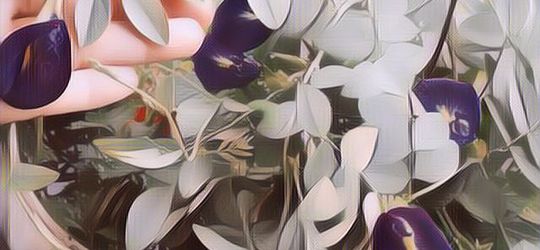 Selain Warnanya Cantik, Bunga Telang Banyak Manfaatnya Untuk Kesehatan Lho