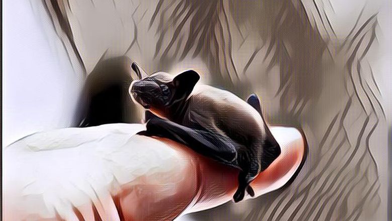 Deretan Hewan Terkecil di Dunia Ini Ternyata Memiliki Bentuk yang Lucu