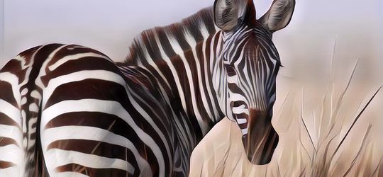 Apa Fungsi Garis Hitam Putih pada Kulit Kuda Zebra, Buat Nyebrang Gitu?