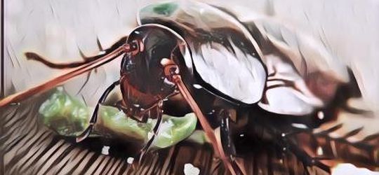 Kecoa Hidup Tanpa Kepala Karena Punya Kemampuan Ini, Beda dengan Manusia dan Hewan Lainnya