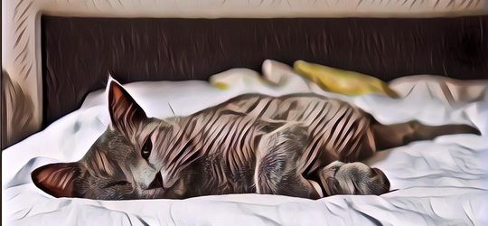 Unik! Penginapan di Jepang Ini Tawarkan Kucing Sebagai Teman Tidur, Gemes Banget