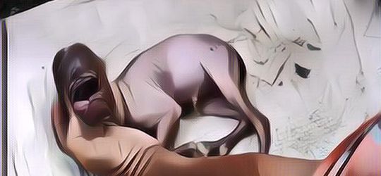 Setelah Muncul di India, Kini Kambing Berwaja Mirip Manusia Lahir di Aceh Selatan