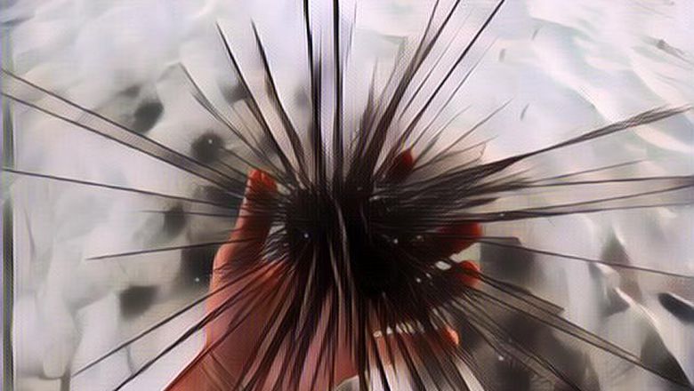 Berbahaya Sih, tapi Bulu Babi Itu Punya Banyak Manfaat Lho