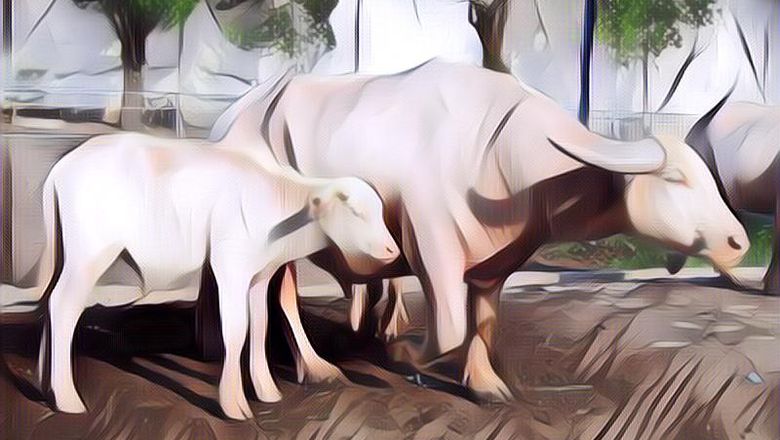 Kebo Bule Keraton Solo Mati, Apa Kabar Kirab Peringatan Malam 1 Suro?