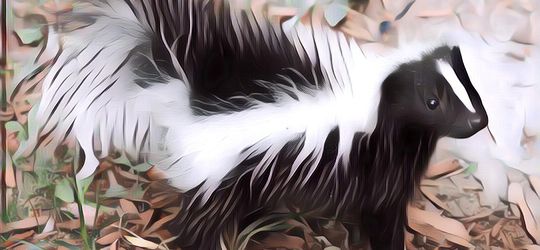 Hewan Paling Bau di Dunia, Minggir Aja Deh Kalau Ketemu Mereka