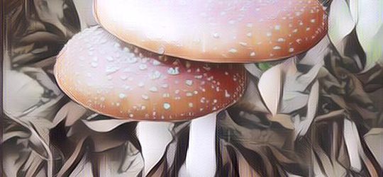 Jangan Dimakan, 5 Jenis Jamur Beracun Ini Harus Diwaspadai