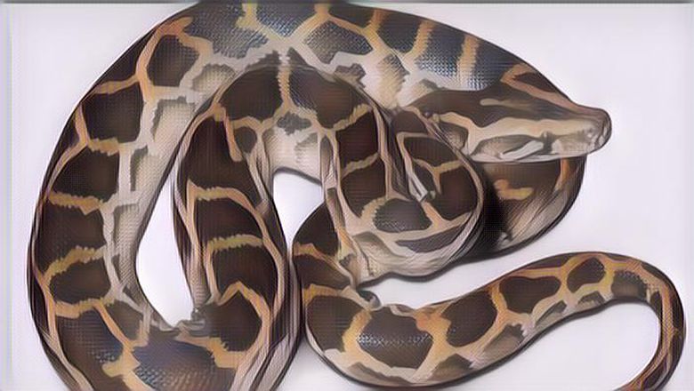 Paket Bertuliskan Sepatu Bola Isinya Ular, Viral!