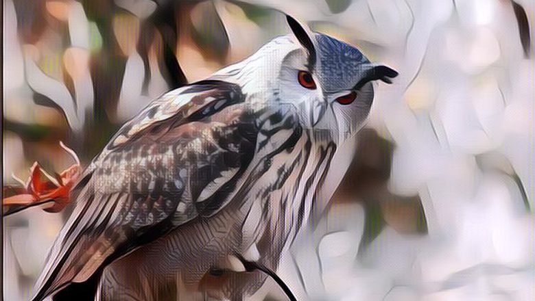 AS Berencana Bunuh Setengah Juta Populasi Burung Hantu, Ini Alasannya