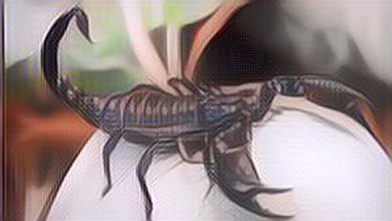 Ternyata Racun dari Hewan-Hewan Ini Bermanfaat Bagi Manusia