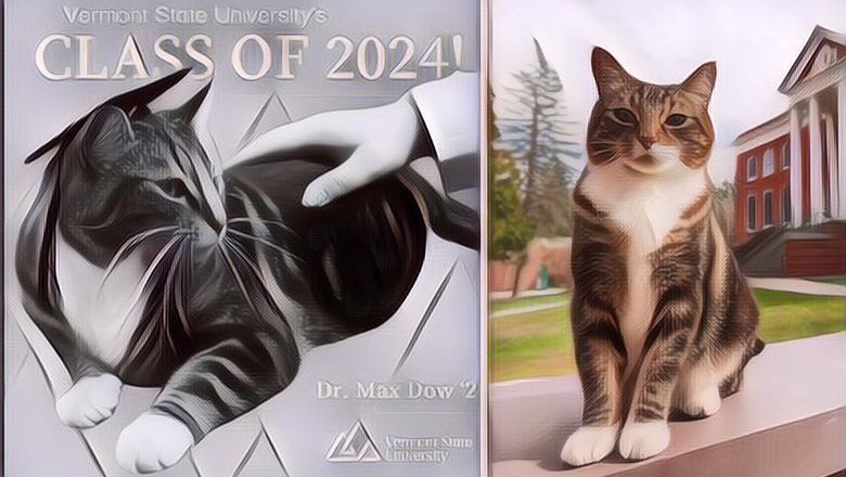 Lucu Banget! Ada Kucing Dapat Gelar 'Doktor' dari Universitas, Ini Alasannya