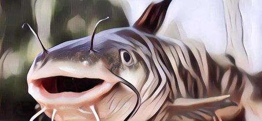 Wow! Pemuda Ini Menangkap Lele Seberat 30 Kg, Netizen: Bisa Buat Makan Sekampung