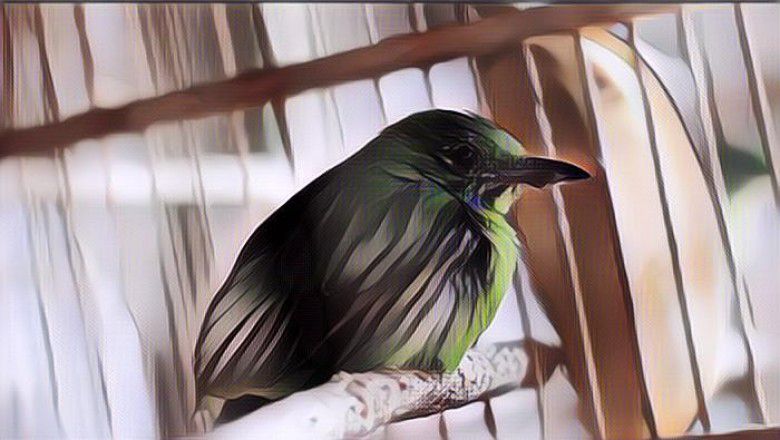 Pecinta Burung Tolak Peraturan tentang Satwa Dilindungi, Dinilai Cuma Akal-akalan Saja