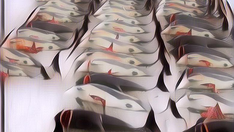 Tak Hanya Buang Limbah Nuklir, Jepang Juga Jadi Salah Satu Negara yang Terlibat dalam Pembantaian Paus