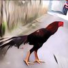 Mengenal Jenis Ayam Ekor Lidi, Apa Keistimewaannya?