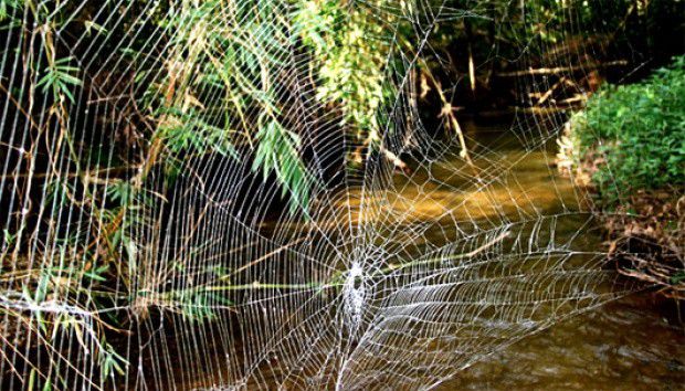 # Memindai Jaring Laba-Laba untuk Dijadikan Musik