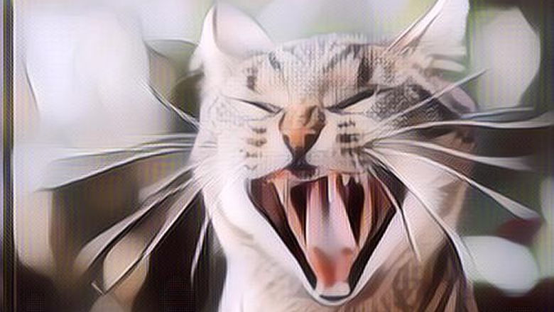 Meski Masih Satu Keluarga dengan Macan dan Jaguar, Ini Alasan Kenapa Kucing Tak Makan Manusia