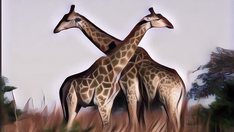 Deretan Hewan Ini Dibilang Tertinggi di Dunia, Ternyata Bukan Hanya Jerapah