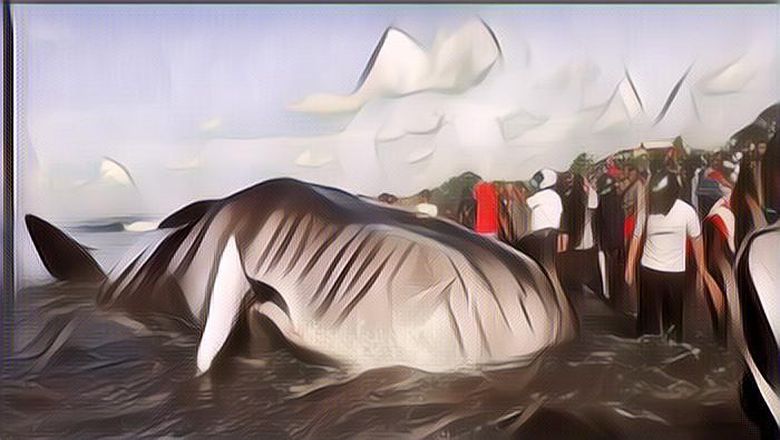 Ini yang Akan Terjadi pada Bumi Jika Paus Punah, Ngeri Banget Ternyata!